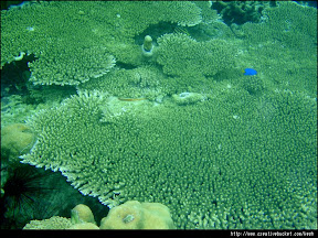 Coron, Palawan - Sea urchin at Coral Garden