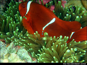 Coron, Palawan - Clown fish at Coral Garden