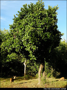 Calamian deers in Calauit Island, Busuanga, Palawan