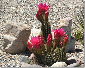 Cactus flower