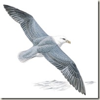 Fulmar