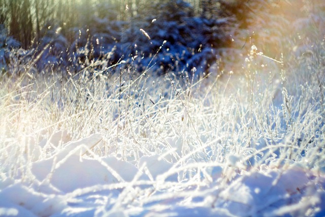 varvide_mang