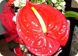 DSCN1311