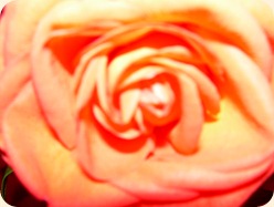 DSCN1312