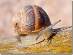 DSCF2329