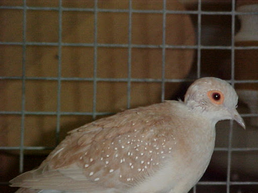 Kép