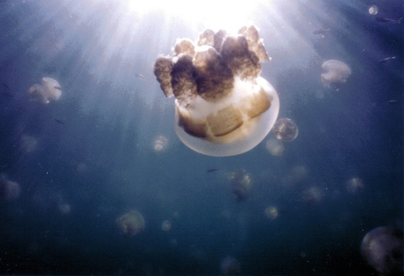 [jellyfish-lake (8)[2].jpg]