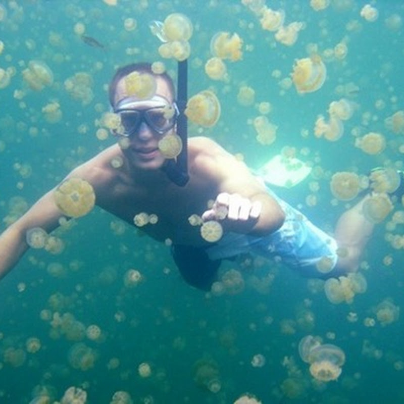 Swimming with Jellyfish Amusing