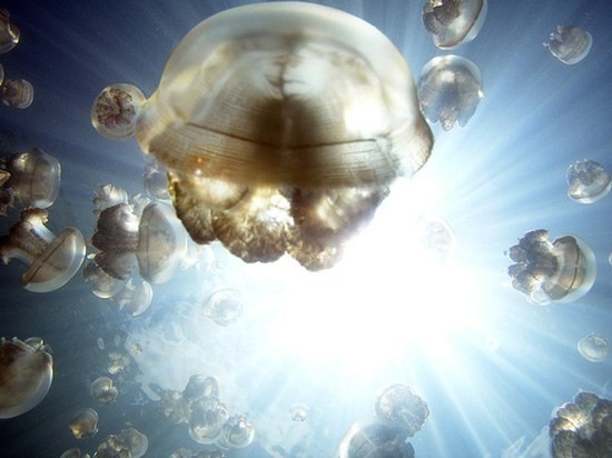 [jellyfish-lake (3)[2].jpg]