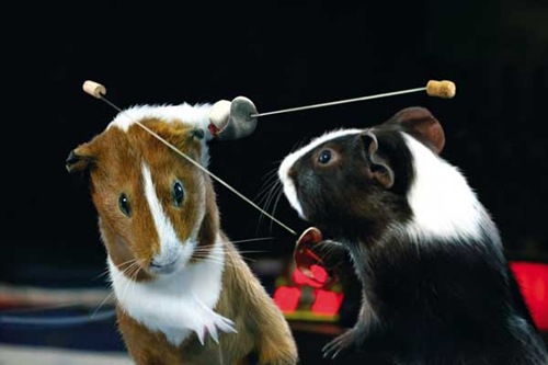 [olympics-guinea-pigs (6)[2].jpg]