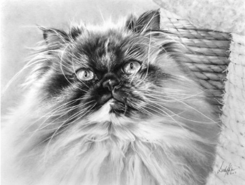 Photorealistic Pencil Drawings By Linda Huber Seen On www.coolpicturegallery.net linda-huber (1)