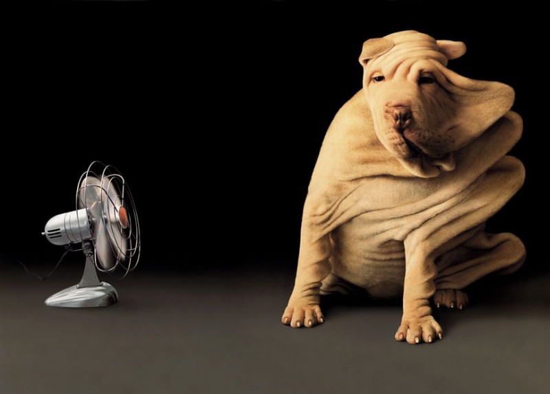 Fan and Shar Pei