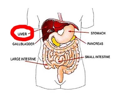 [viral hepatitis[3].jpg]