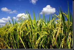 Rice growing plant