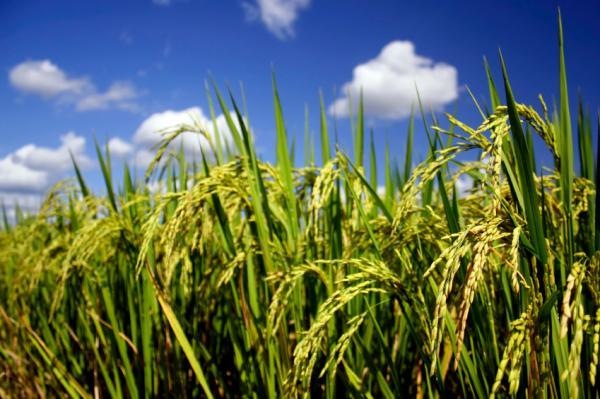 [Rice growing plant[3].jpg]