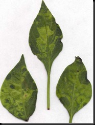 virus on leaves