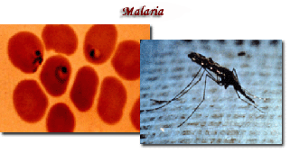 malaria_pics