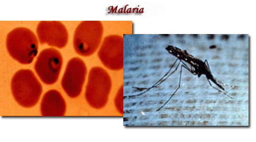 [malaria_pics12.gif]