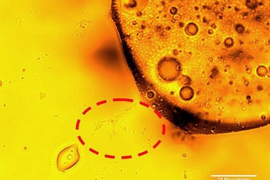 [Gulf microbe[39].jpg]