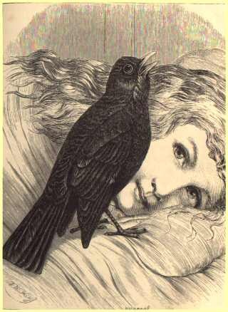 [blackbird2.jpg]