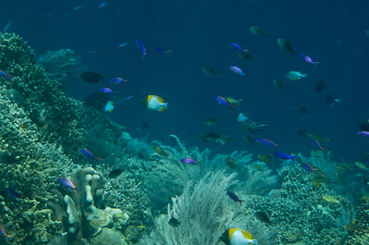 Bunaken090128-8.qHQNQon7nXxt.jpg