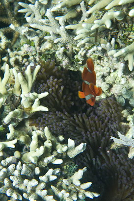 Bunaken090131-7.ZfFhHHrG2TRW.jpg
