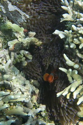 Bunaken090131-65.Z0XLgJmVXKew.jpg