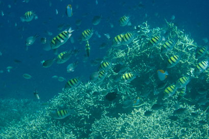 Bunaken090131-73.ZDDySDCQzuun.jpg