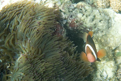 Bunaken090201-49.to5AW0oani8S.jpg