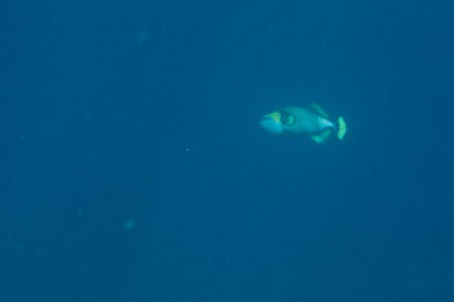 Bunaken090201-97.6XrjY2N5CuwP.jpg