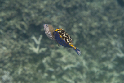 Bunaken090205-21.JeQPtARWobzm.jpg