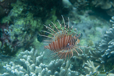 Bunaken090205-3.mMwGFWMNNswj.jpg