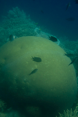 Bunaken090205-115.GIFjZYKAlwfF.jpg