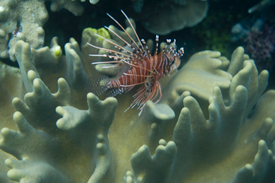 Bunaken090205-4.xVluwkcLxL4e.jpg