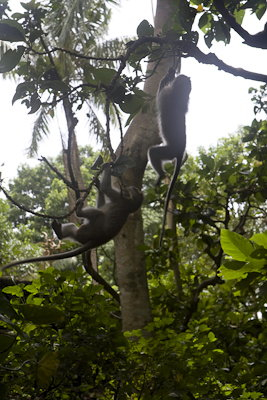 Ubud0902014-2.mocoYaVsUh0w.jpg