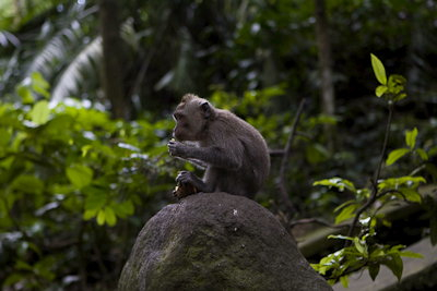 Ubud0902014-11.QRbVVQZ1luC1.jpg