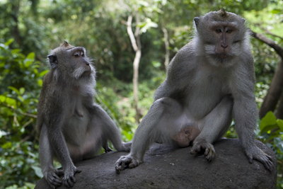 Ubud0902014-20.P9G2F2gG6KcC.jpg
