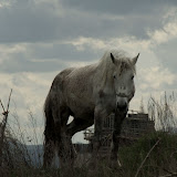 Titlu: Junkyard Animals<br />
Autor: Pall Elod” width=”160″ height=”160″ id=”shashin_thumb_image_45″ title=”Titlu: Junkyard Animals<br />
Autor: Pall Elod” /></a>
<div class=