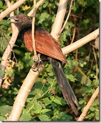 Coucal