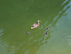 Ducks in a river
