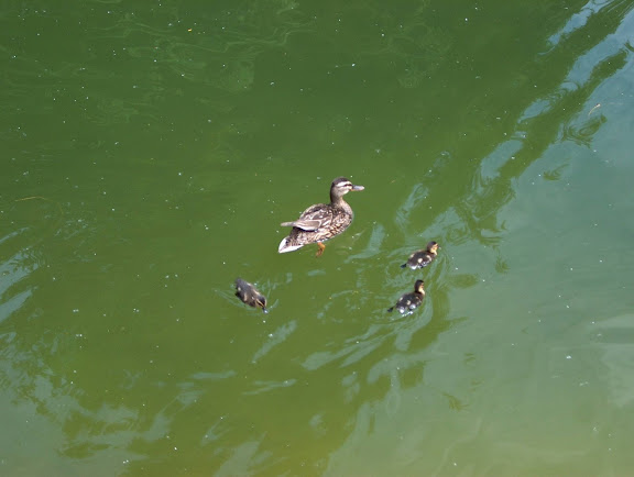 Ducks in a river