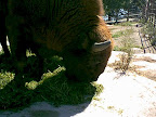 European bison eating