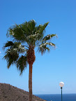 Palm tree