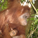 Mother and Baby