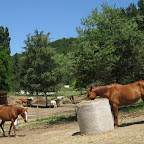 Haras_vue4g.jpg