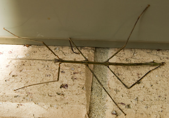 Stick Insect