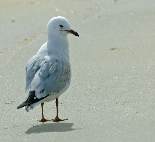 Red Bill