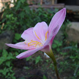 屋前的那朵花