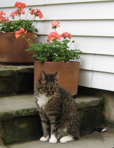 [Xerox-with-Geraniums[5].jpg]