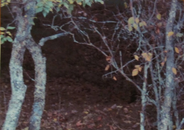 [Woods[7].jpg]
